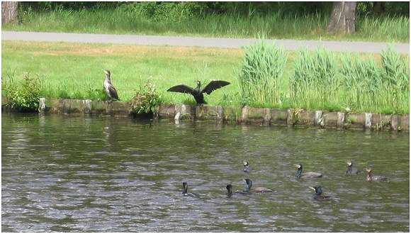 10 Cormorants at GBP