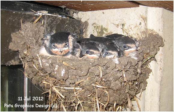 Four swallows in Nest '1' - near office