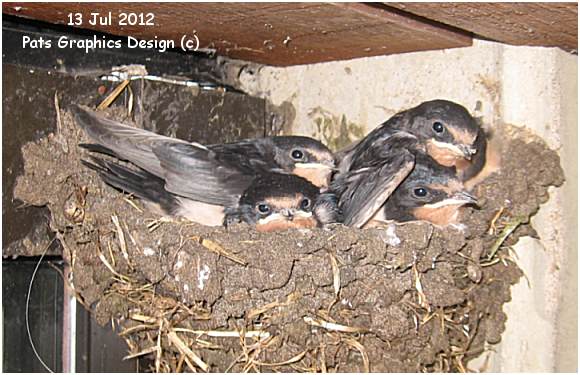 Four swallows in Nest '1' - near office