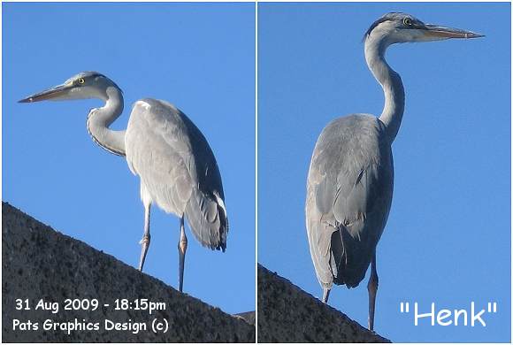 Grey Heron / Blauwe Reiger - 31 Aug 2009 - 18:15pm