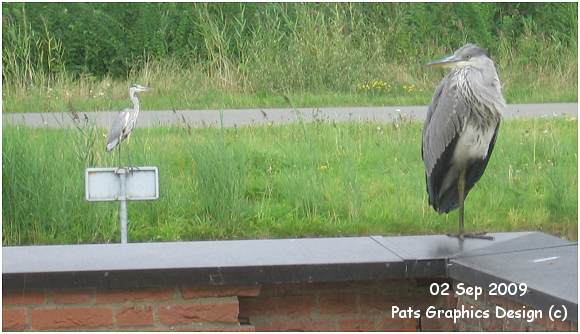 Grey Heron / Blauwe Reiger - 02 Sep 2009