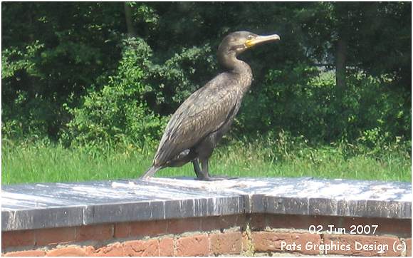 Cormorant at GBP - 02 Jun 2007