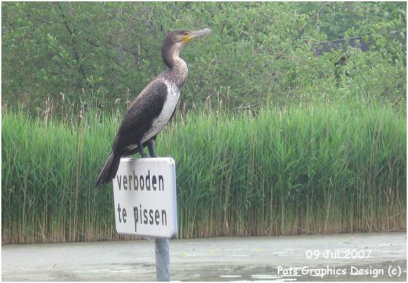 Cormorant - 9 Jul 2007 - at GBP