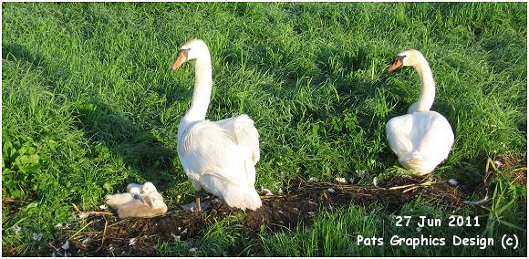 Family Swan - 27 Jun 2011 - along Duinweg