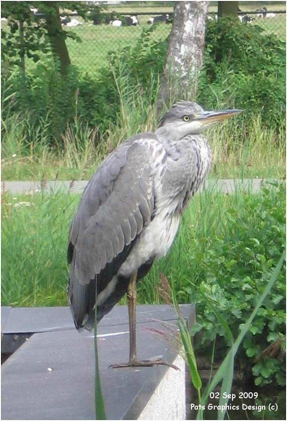 Grey Heron / Blauwe Reiger - 02 Sep 2009