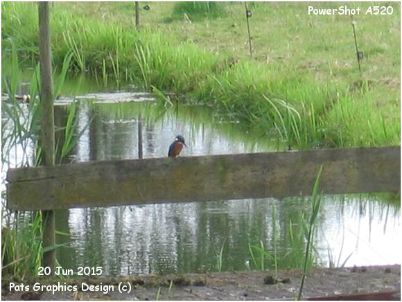 Kingfisher - PowerShot A520 - PATS