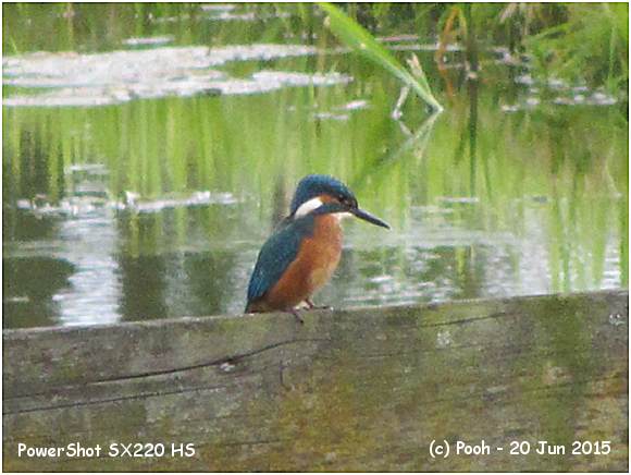 Kingfisher - PowerShot SX220 HS - POOH