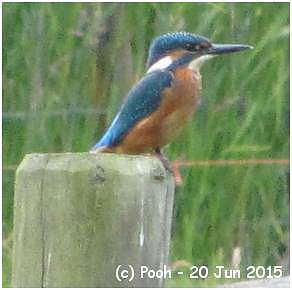 Kingfisher - PowerShot SX220 HS - POOH