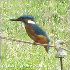 Kingfisher - PowerShot SX220 HS - POOH @ 30 meter