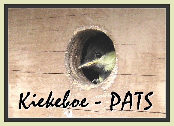 Great Tit / Koolmees in nest box - 2006