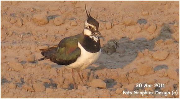 Lapwing - Kievit - Vanellus vanellus - 30 Apr 2011