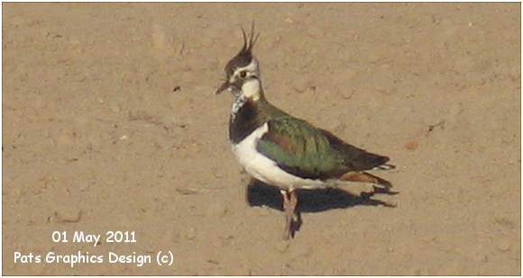 Lapwing - Kievit - Vanellus vanellus - 30 Apr 2011