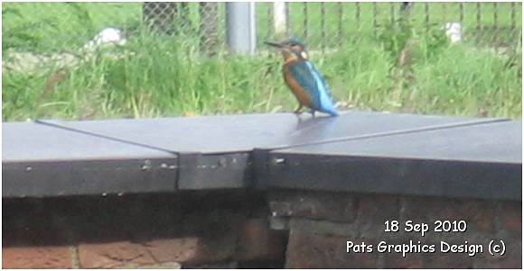 Kingfisher / IJsvogel - 18 Sep 2010