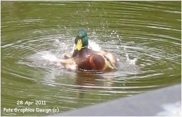 Mallard / Wilde Eend - 28 Apr 2011