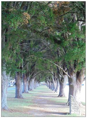 Tauranga's Memorial Grove