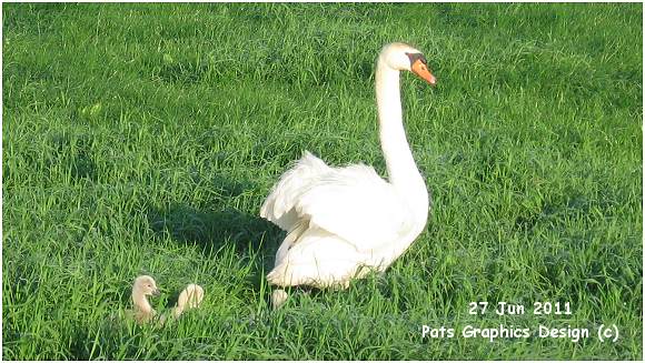 Mother Swan - bye bye - 27 Jun 2011 - along Duinweg