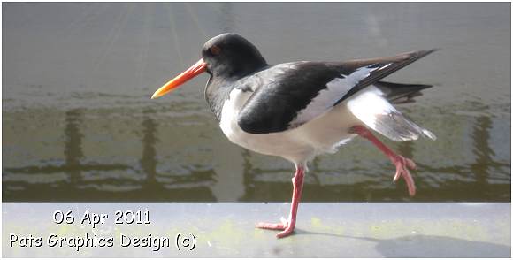 Oystercatcher / Scholekster - 06 Apr 2011