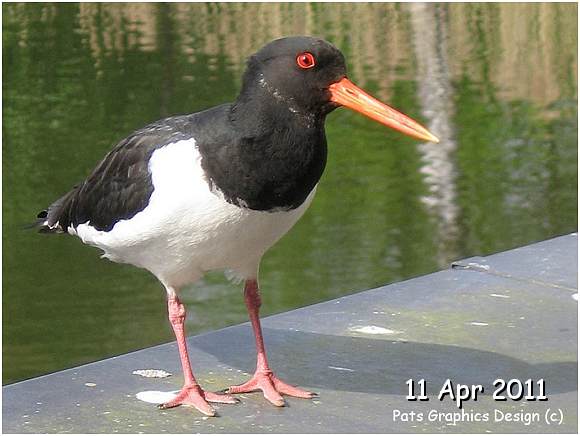 Oystercatcher / Scholekster - 11 Apr 2011