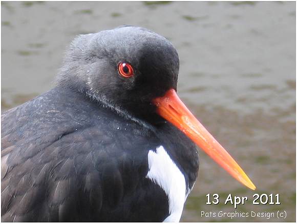 Oystercatcher / Scholekster - 13 Apr 2011