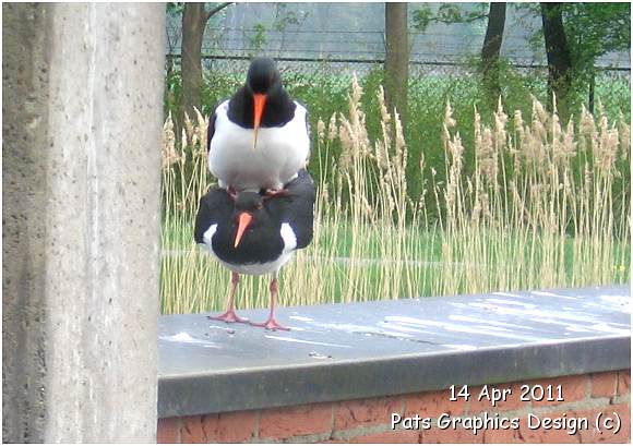 Oystercatcher / Scholekster - 14 Apr 2011