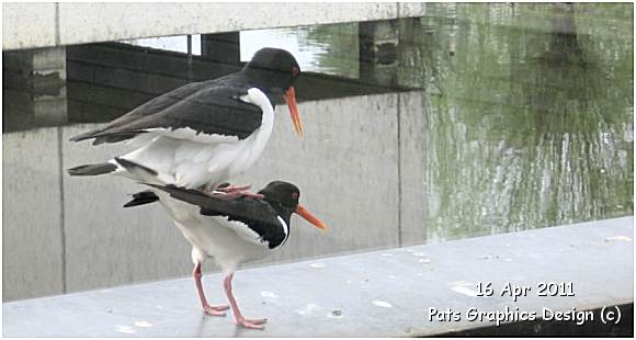 Oystercatcher / Scholekster - 16 Apr 2011