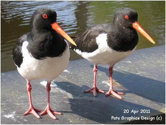 Oystercatchers / Scholeksters - 20 Apr 2011