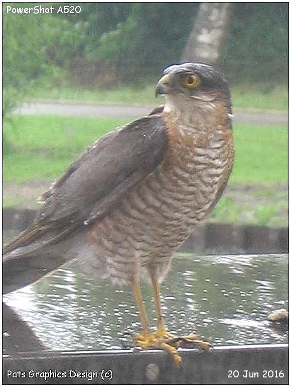 Sperwer - Sparrowhawk (male) - PowerShot A520 - PATS