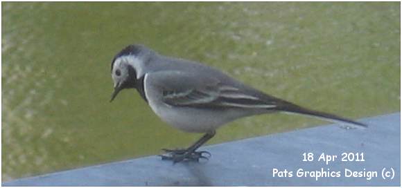 White Wagtail - Witte Kwikstaart - 18 Apr 2011