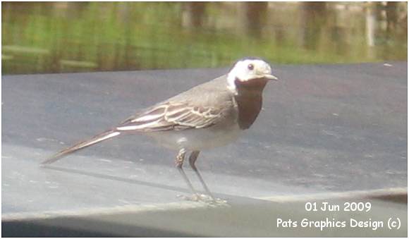 White Wagtail - Witte Kwikstaart - 01 Jun 2009